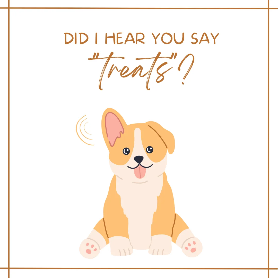 👂🐶 Dog Ears: Nature’s Built-In Sound System! 🐾🎧