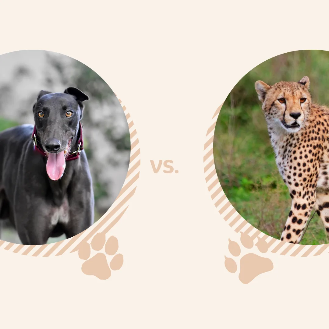🐶Pawsitively Fun Dog Fact🐶