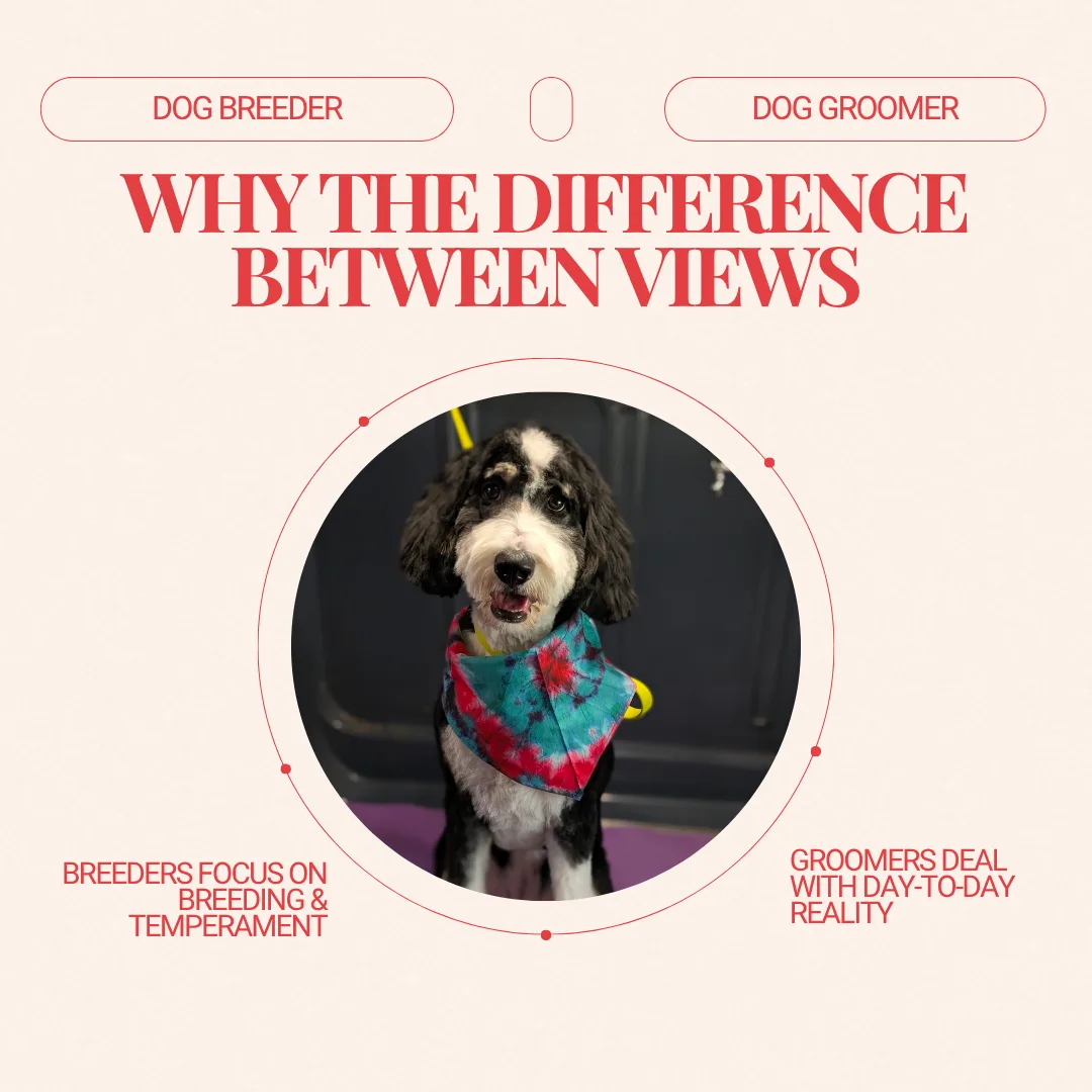 🐶 Breeder Advice vs. Groomer Experience: Understanding Curly-Coated Dogs