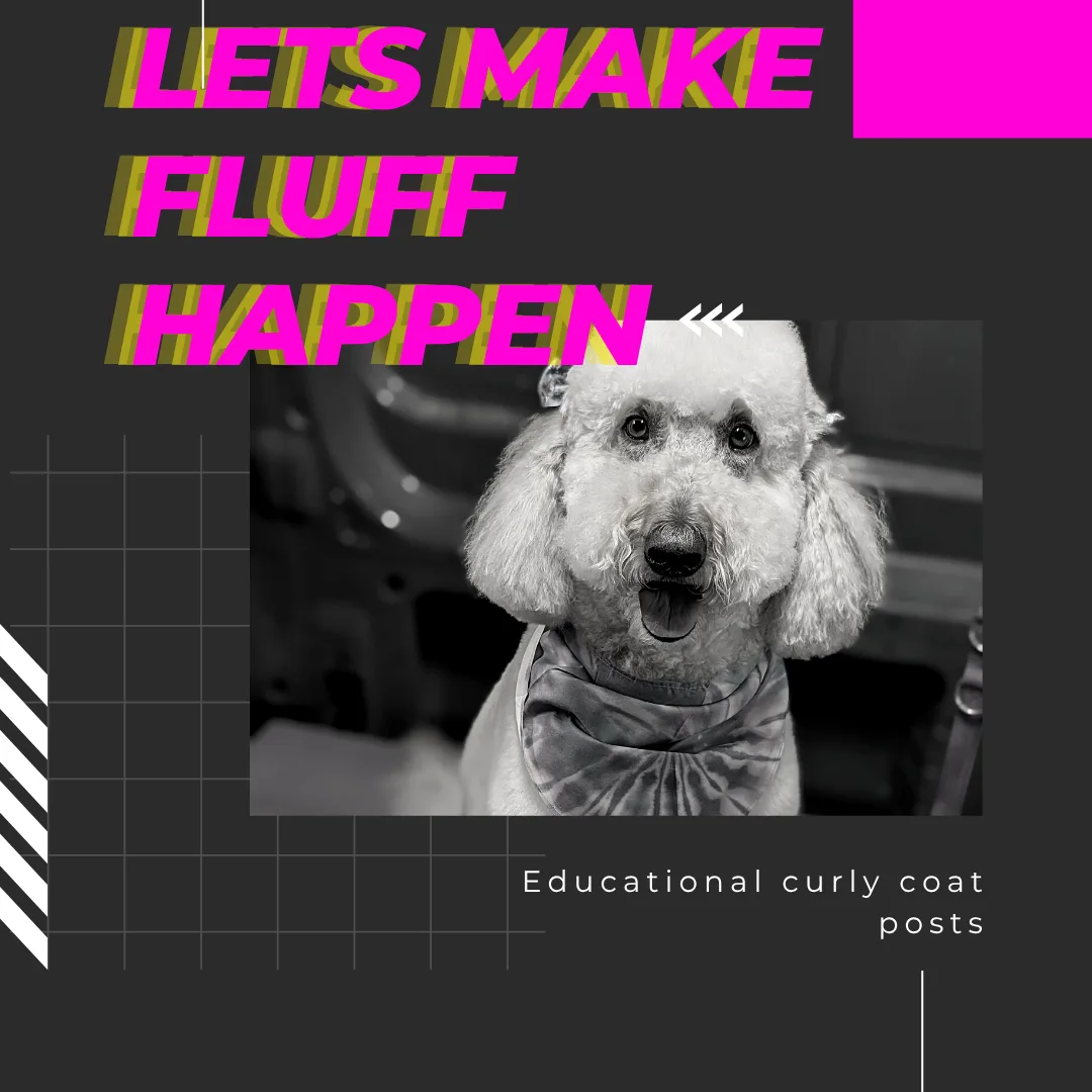 🐩 Curly-Coated Dogs: Why They Need EXTRA Care
