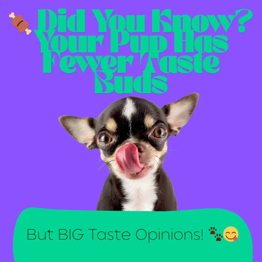 🍖 Did You Know? Your Pup Has Fewer Taste Buds—But BIG Taste Opinions! 🐾😋