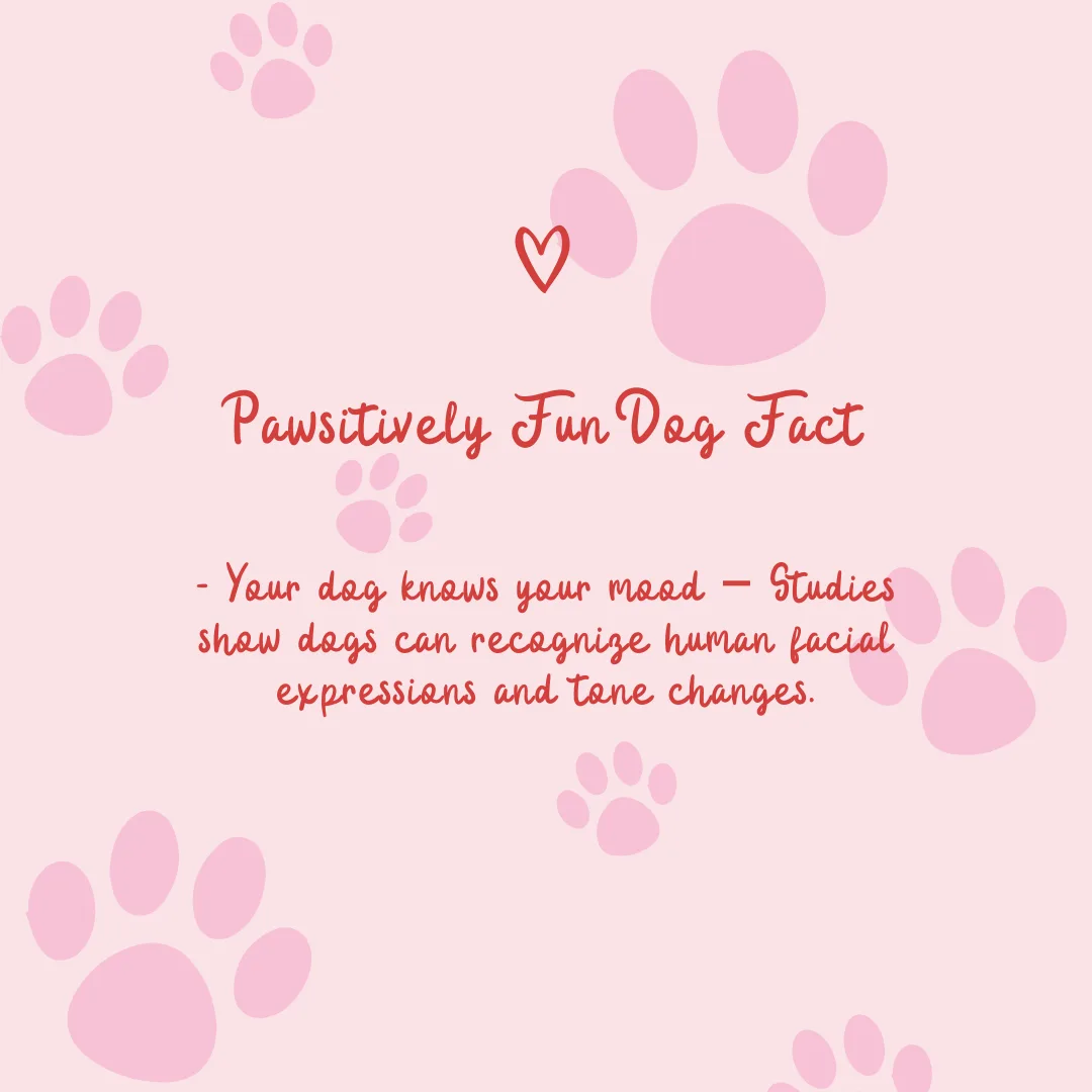 🐶Pawsitively Fun Dog Fact🐶