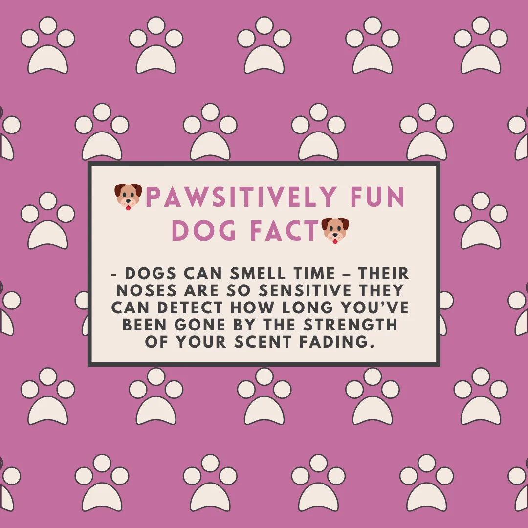 🐶Pawsitively Fun Dog Fact🐶
