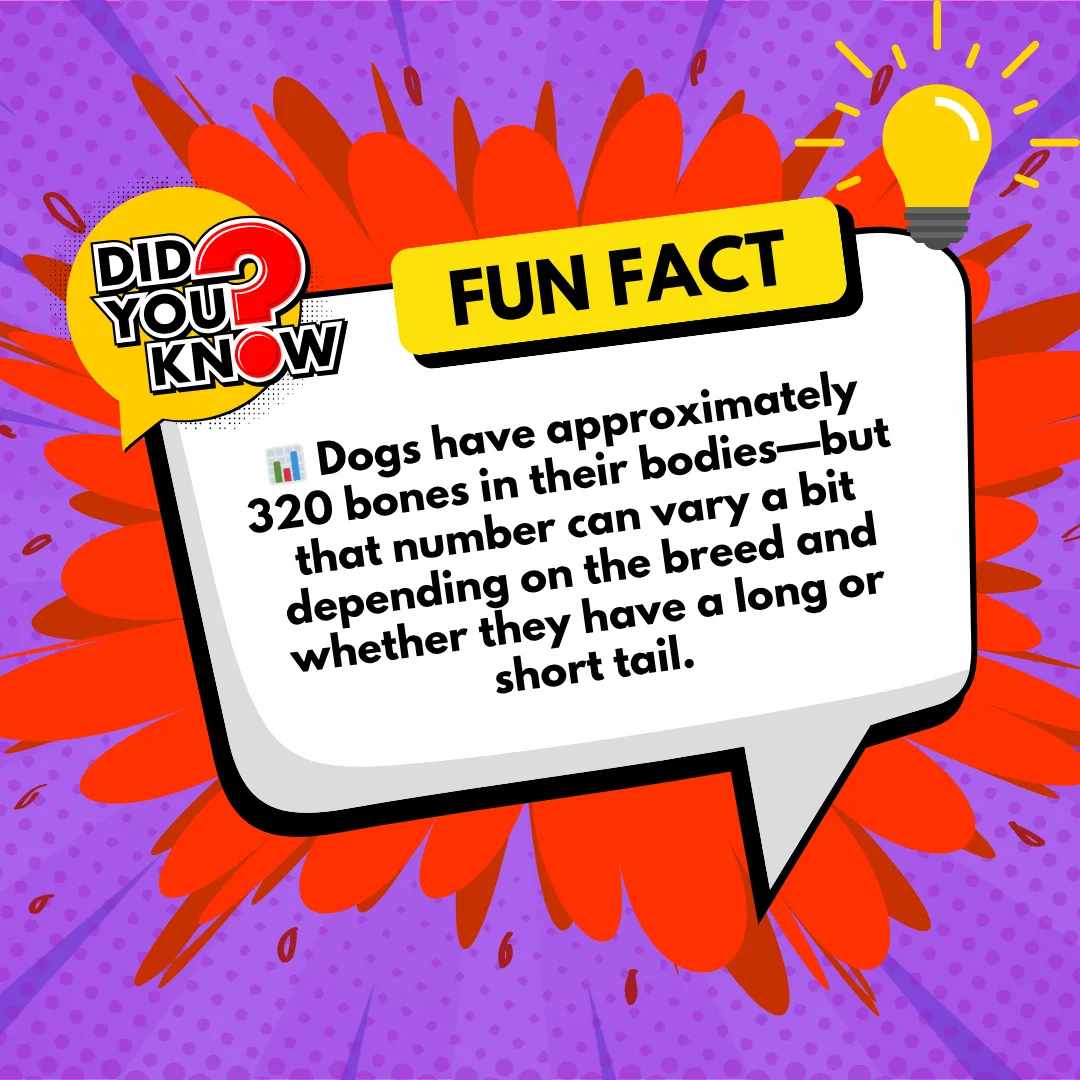 🦴 How Many Bones Does Your Dog Have? Let’s Break It Down! 🐾🐶