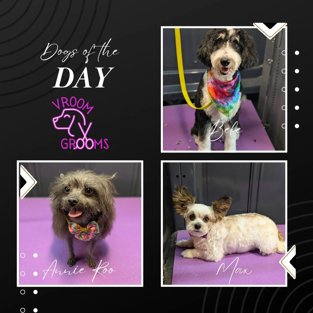 🐾 Dogs of the Day: Meet Bebe, Annie Roo, and Max!