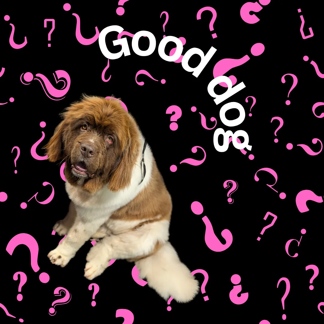 🐾✂️ Not All Behaviors Are Good—And That’s Okay