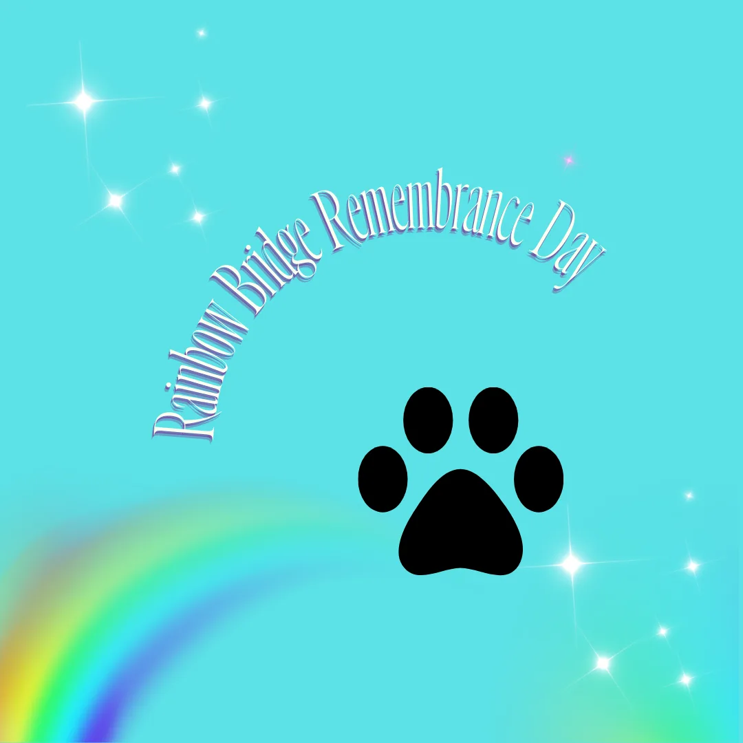 🌈🐾 Rainbow Bridge Remembrance Day: Honoring the Paws That Left Prints on Our Hearts