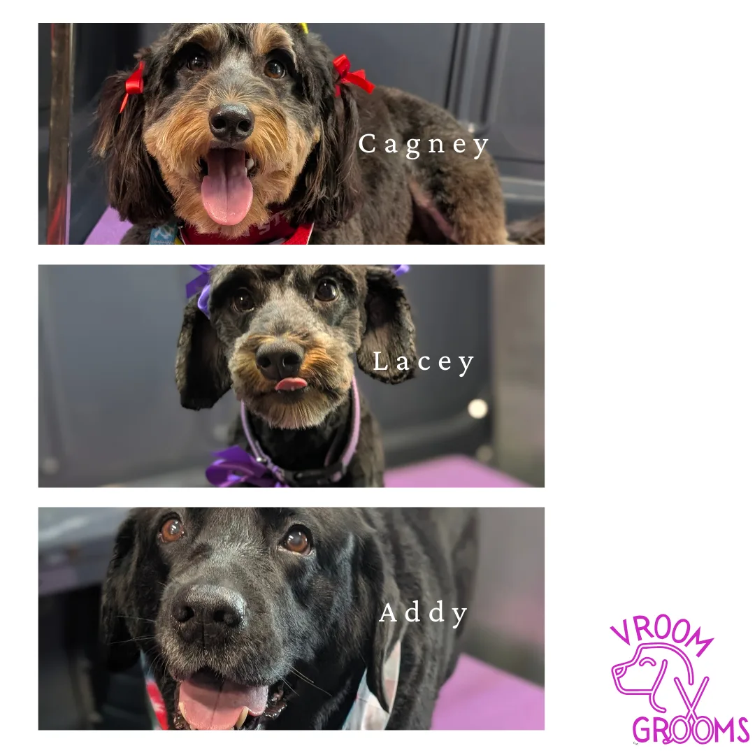 🐾 Dogs of the Day: Cagney, Lacey & Addy