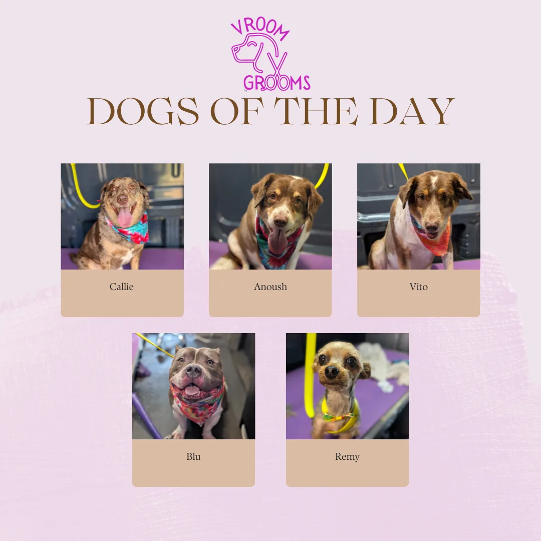  Dogs of the Day: A Groomer’s Gallery of Charm, Wiggles, and Whiskers