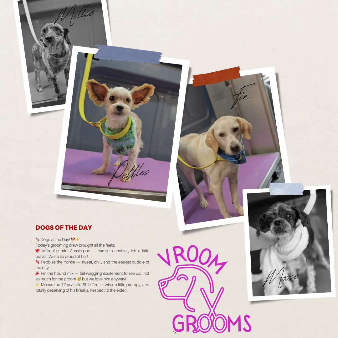 🐾 Dogs of the Day: Four Paws, Four Stories
