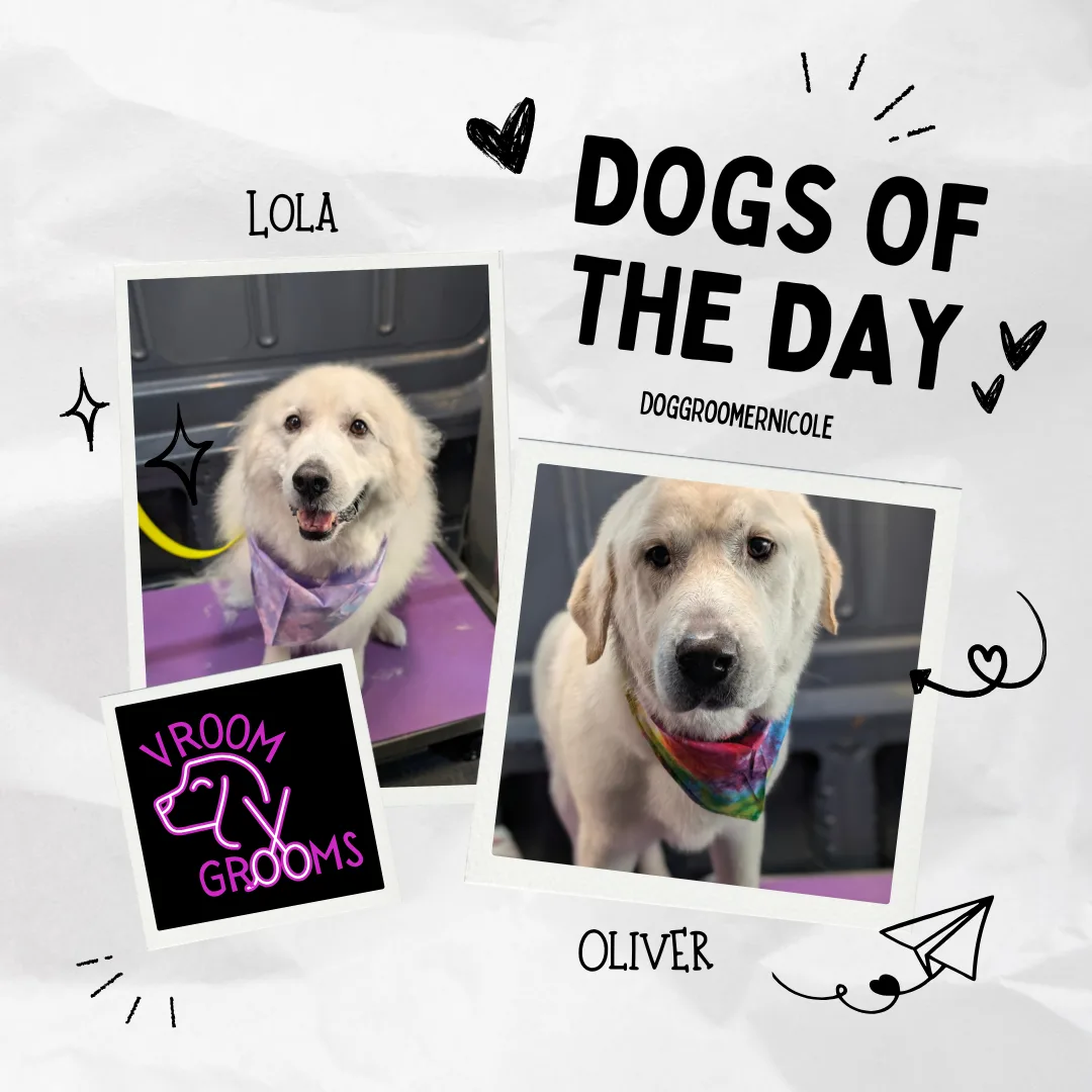 🐾 Dogs of the Day: Oliver & Lola, the Great Pyrenees Duo