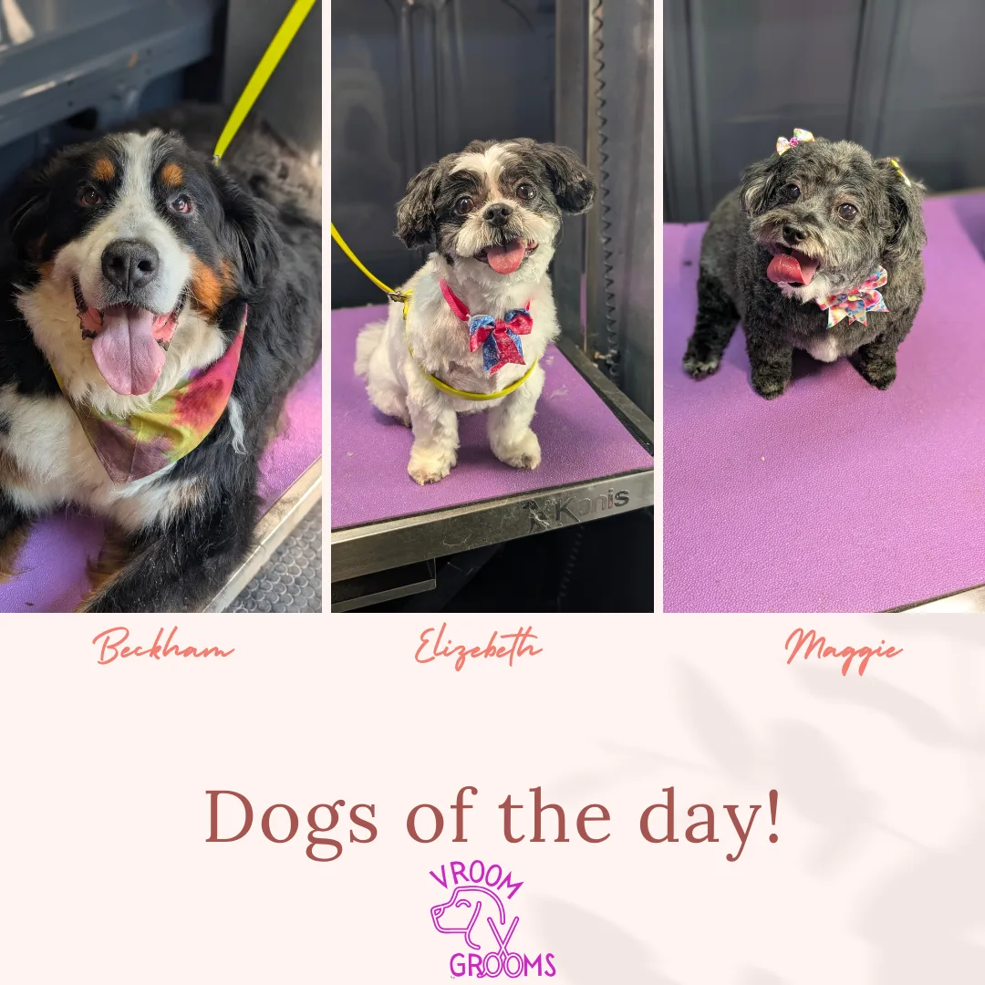 🐾 Dogs of the Day: Beckham, Elizabeth & Maggie