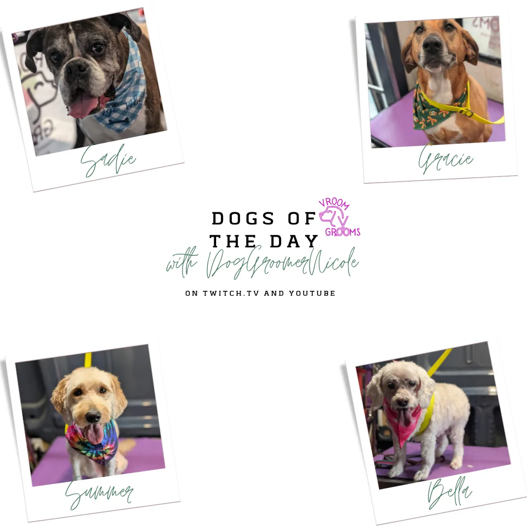 🐾 Dogs of the Day: A Tail of Four Personalities