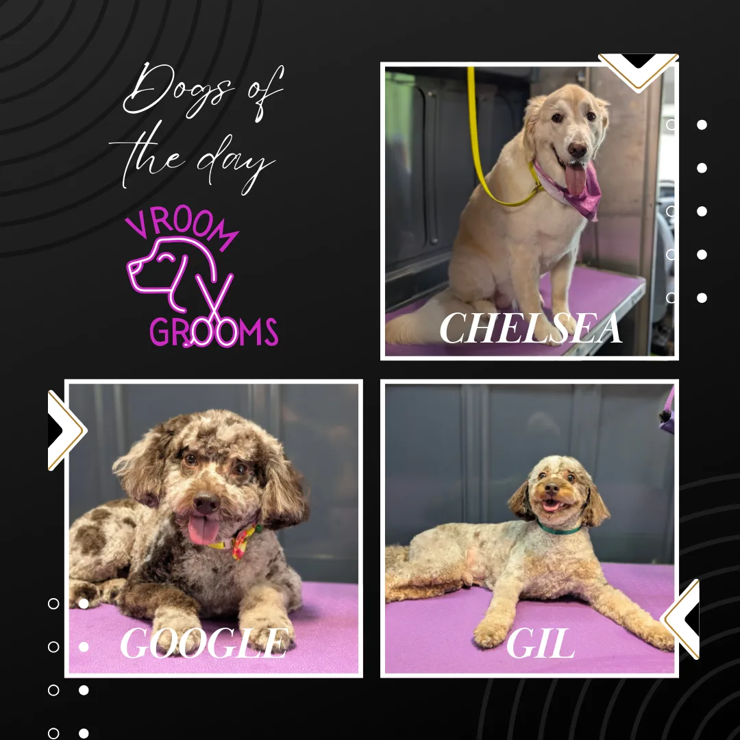 🐾 Dogs of the Day: Super Poodles & a Golden Greeting