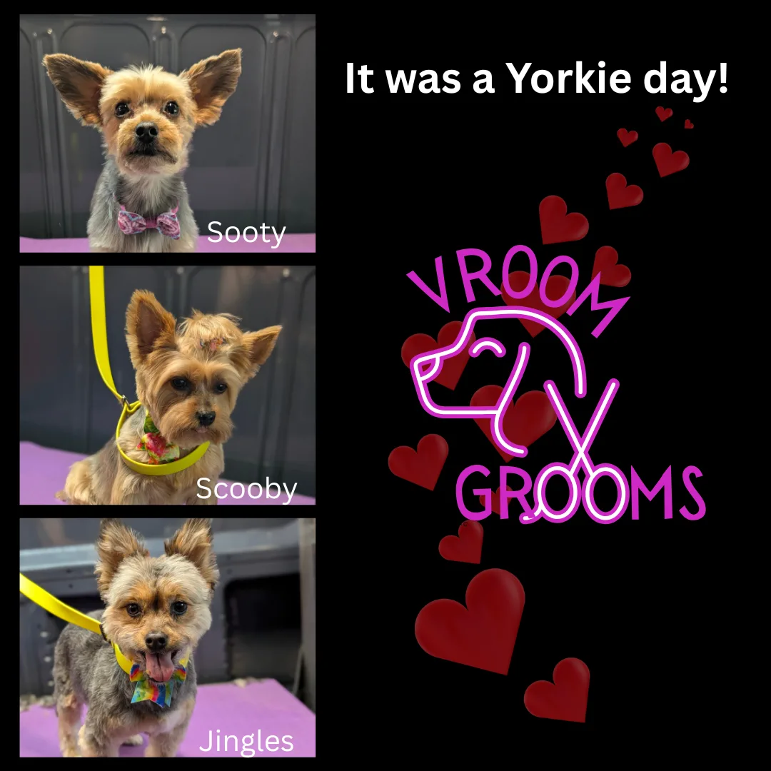 🌟 Yorkies of the Day! 🌟