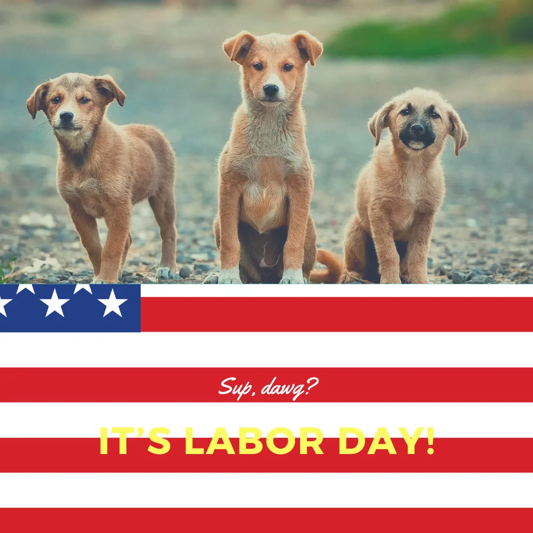 🐾 Labor Day Love: Honoring the Hardworking Dogs in Our Lives