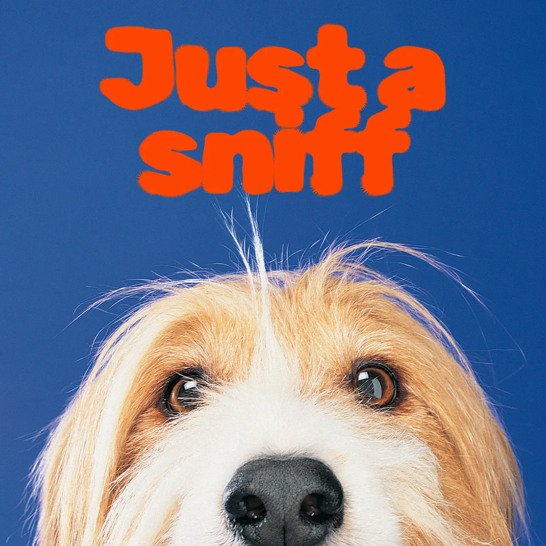 🧠🐾 Helping Nervous Dogs Feel Safe Before the Groom