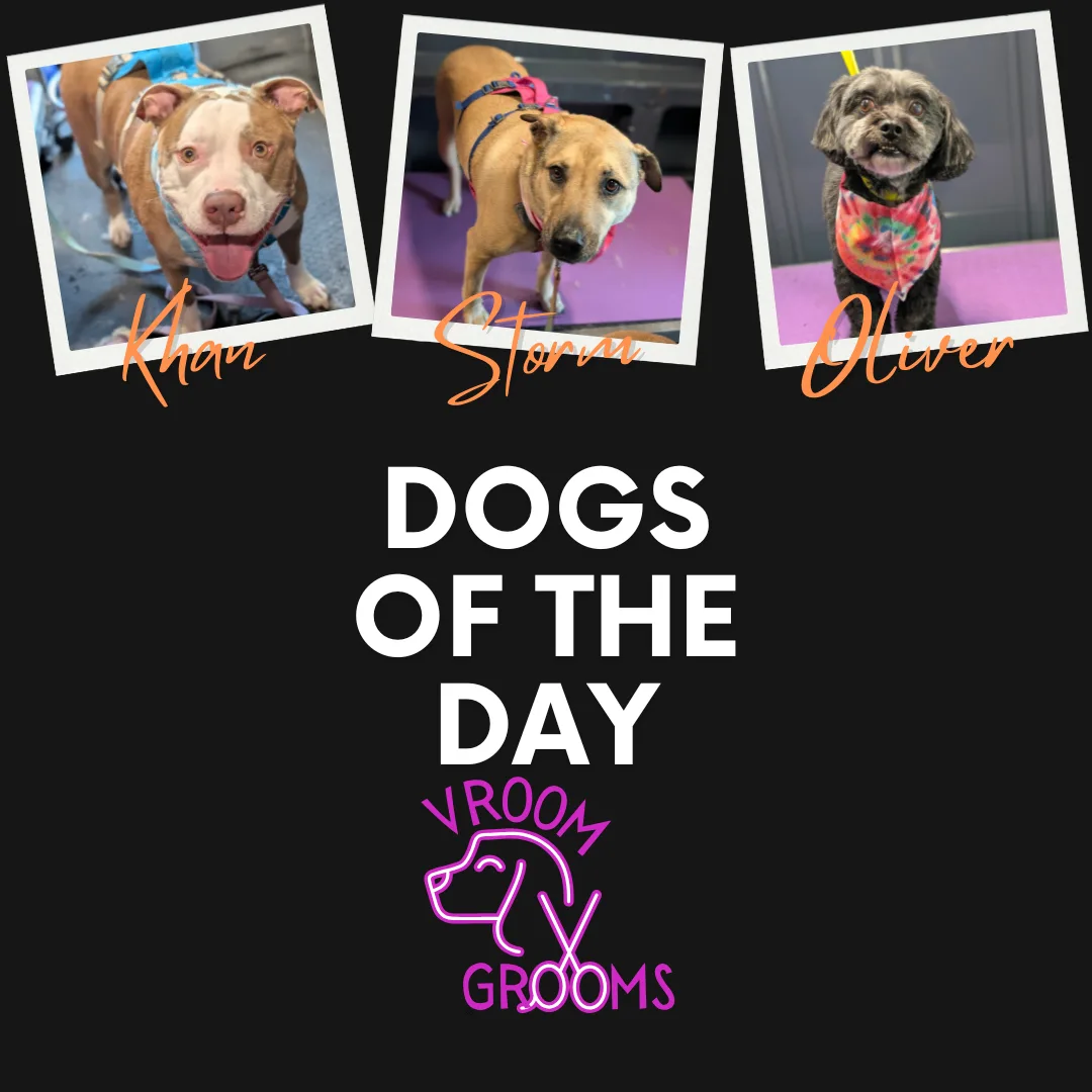 🐾 Dogs of the Day: Khan, Storm & Oliver