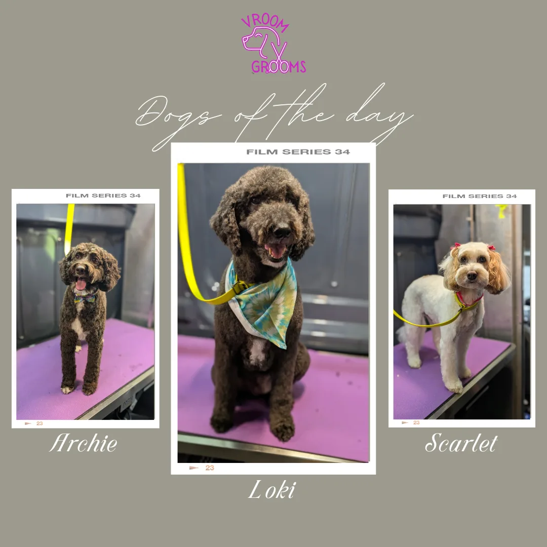🐾 Dogs of the Day: Loki, Scarlet & Archie — Doodles with Distinction