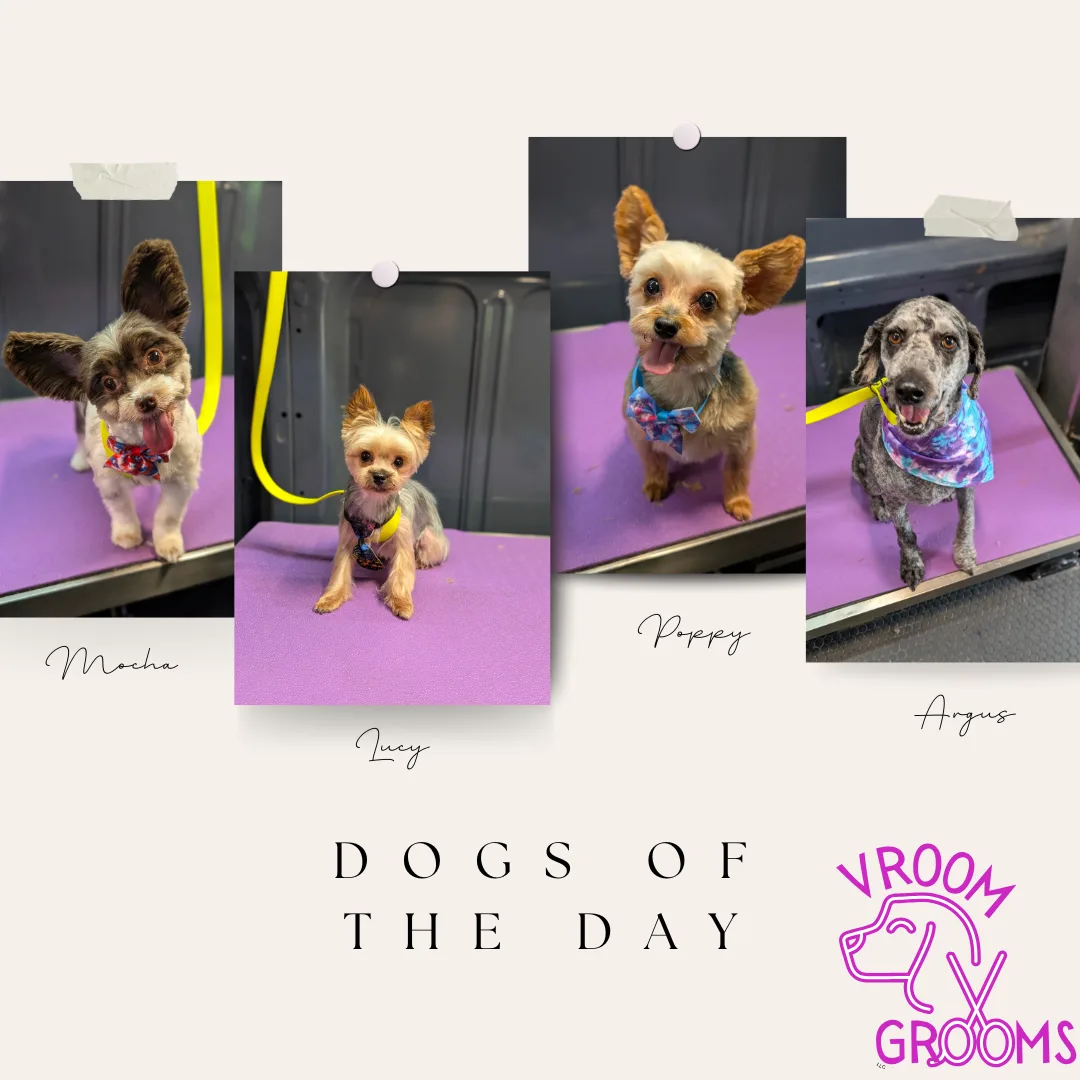 🐾✨ DOGS OF THE DAY – Personality Powerhouses! ✨🐾
