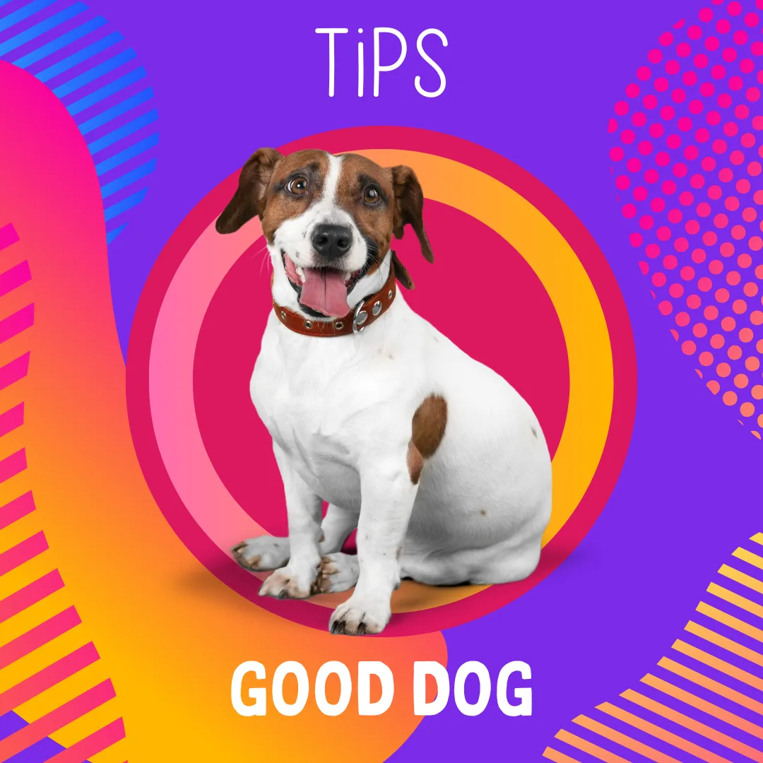 🎓🐾 Let’s Talk Dog Training: