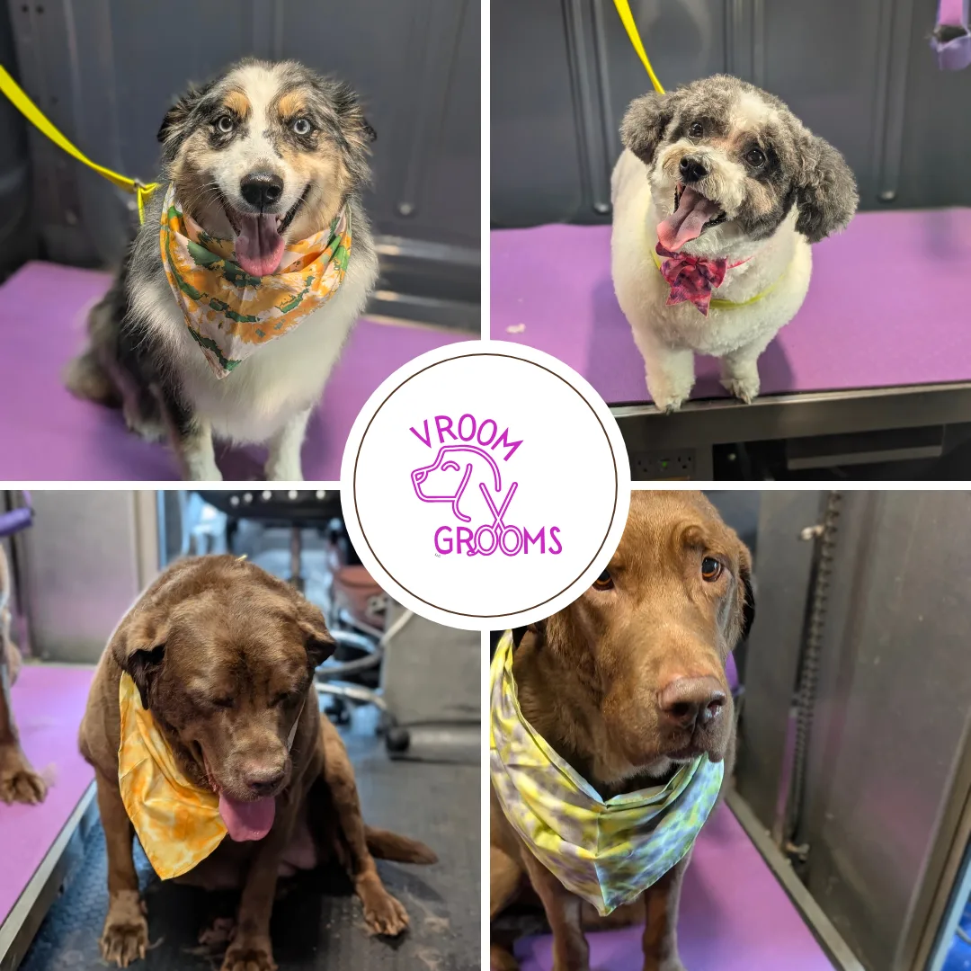 🐶 Dogs of the Day!
