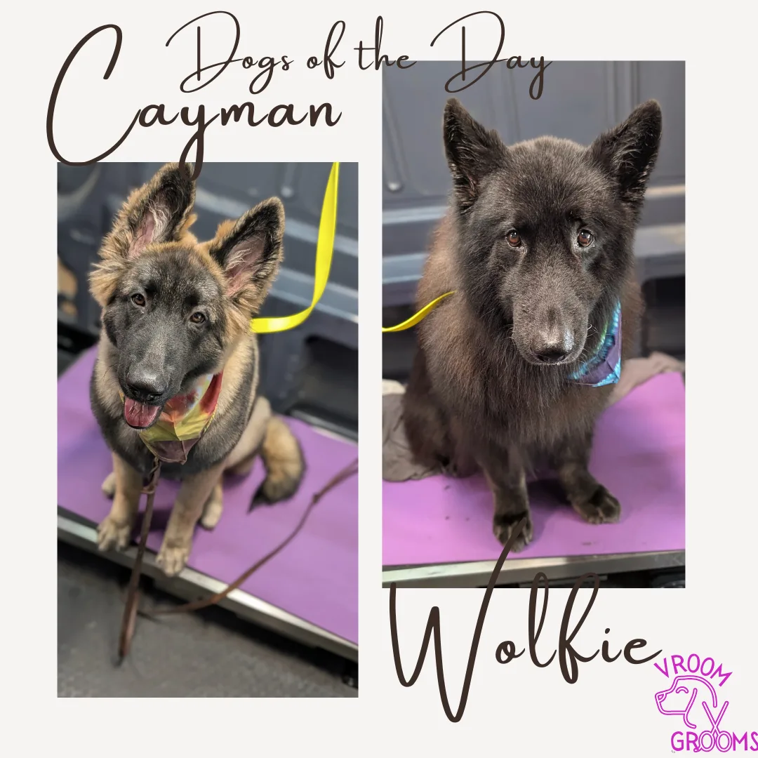 🐾 Dogs of the Day: The Shiloh Shepherds — Wolfie & Cayman
