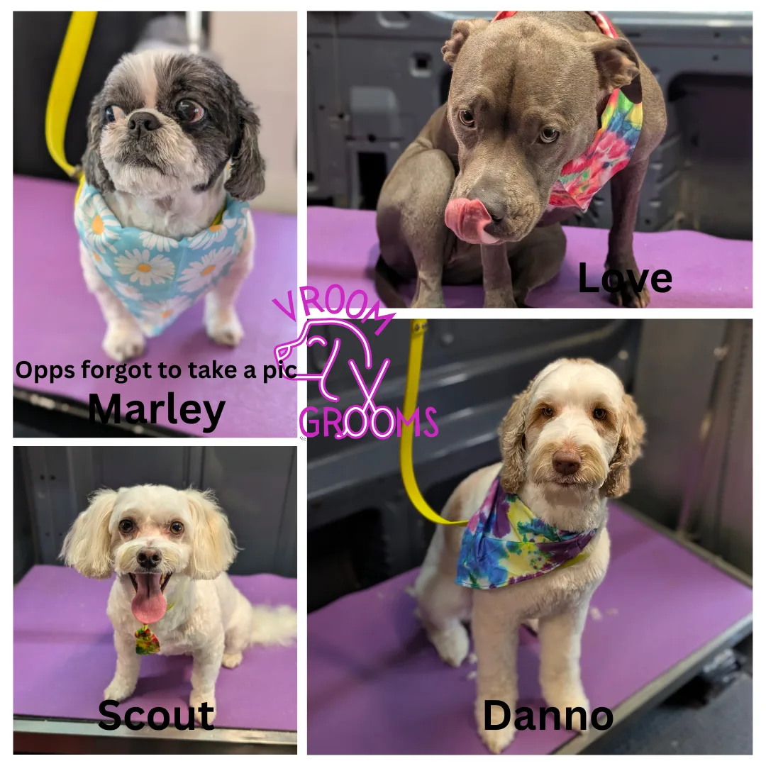 🌟 Dogs of the Day: