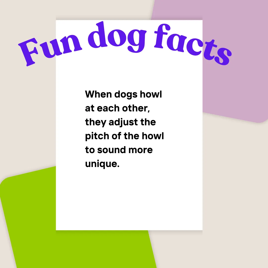 🐺 The Art of the Howl: Why Dogs Adjust Their Pitch to Stand Out