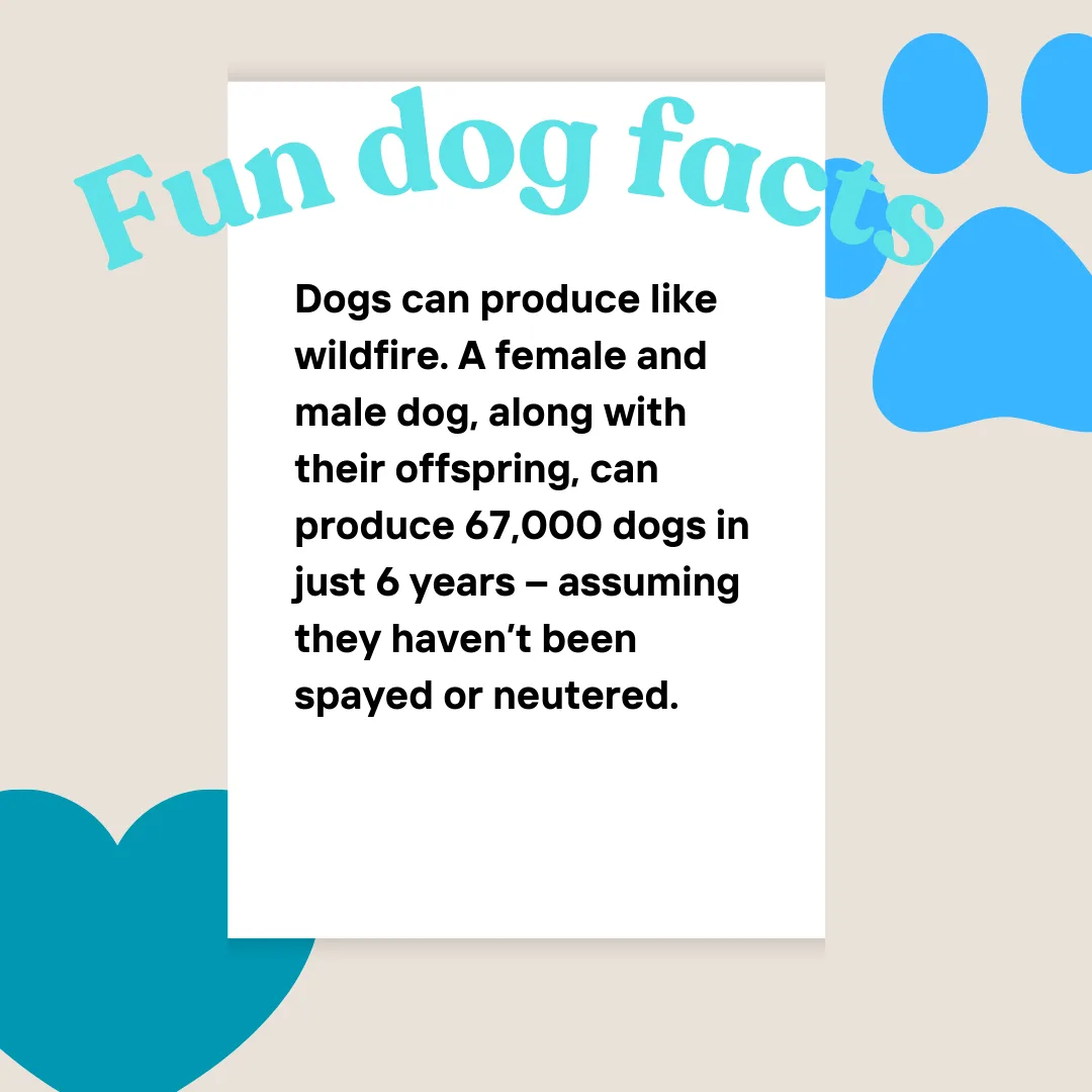🐾 From Two to 67,000: Why Spaying and Neutering Matters More Than You Think