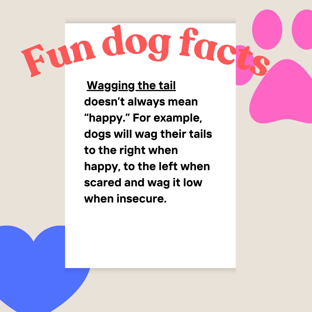 🐕 Tail Talk: Why Wagging Doesn’t Always Mean “Happy”