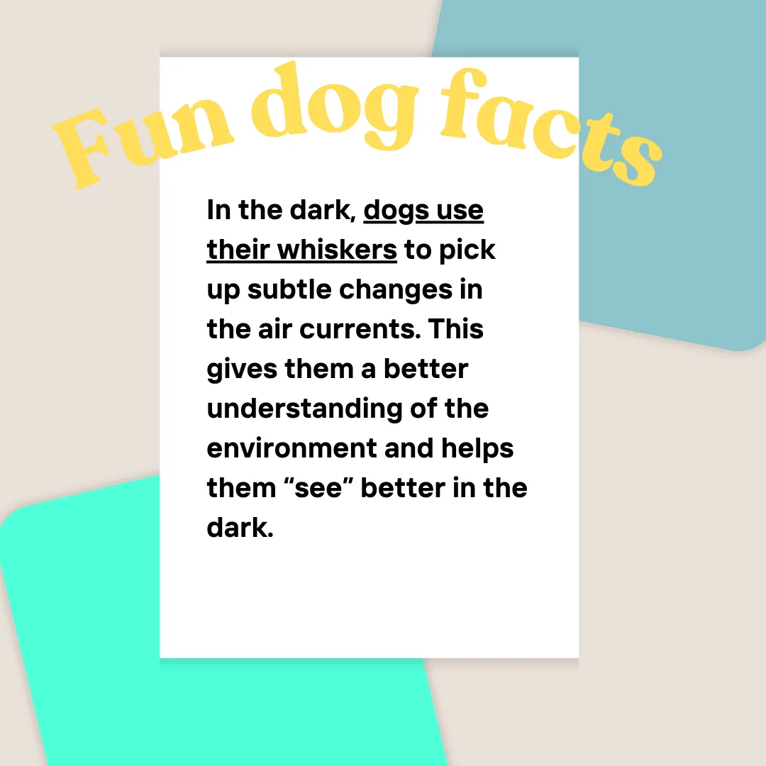 🌙Whiskers in the Wind: How Dogs “See” in the Dark