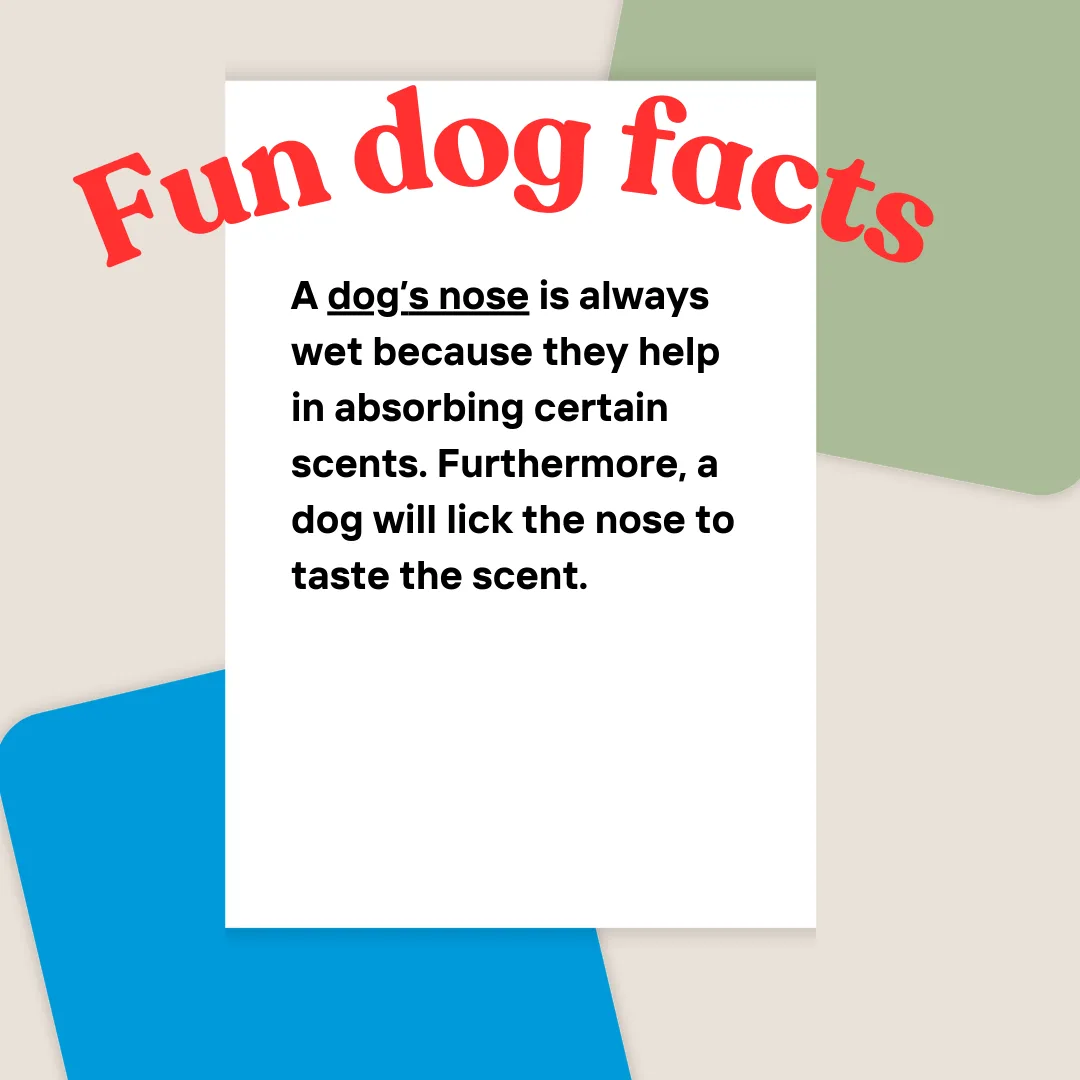 🧪 Paws, Pee, and Property: Why Dog Urine Can Damage More Than Grass