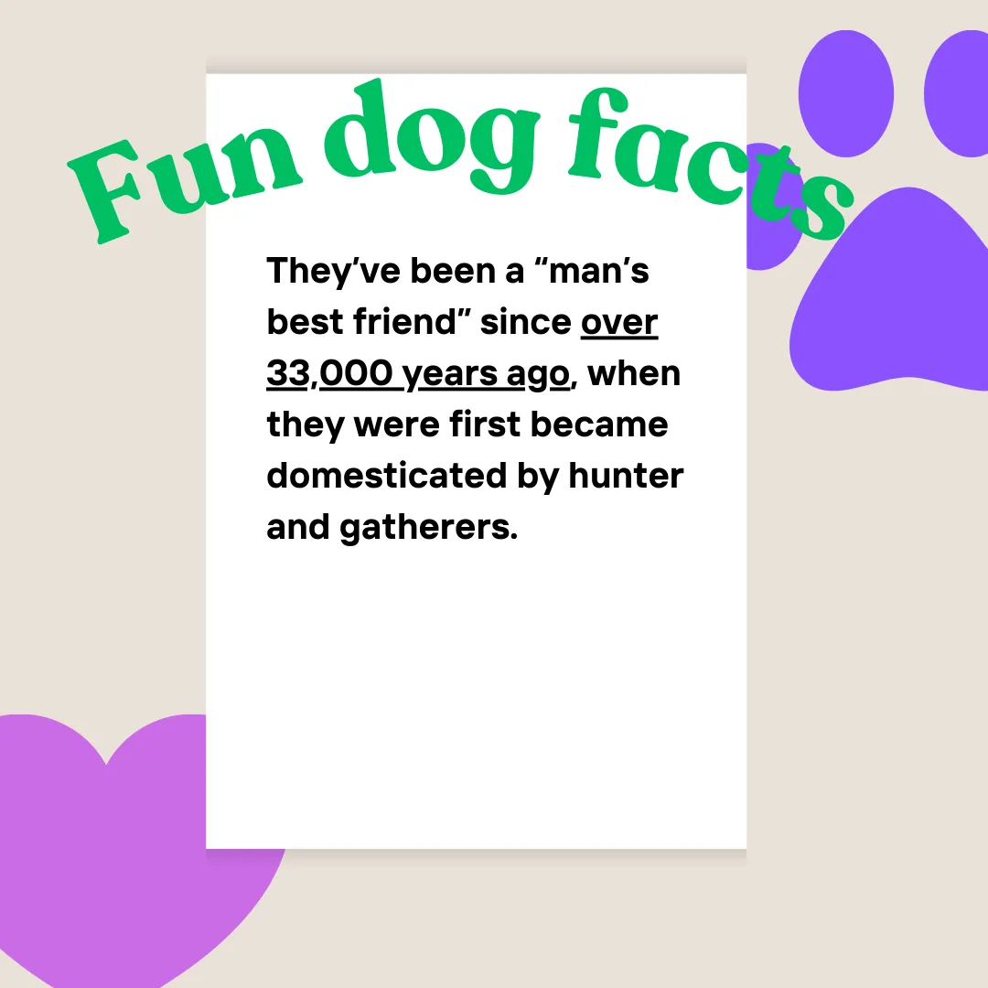 🐾 33,000 Years of Loyalty: How Dogs Became Our Oldest Friends