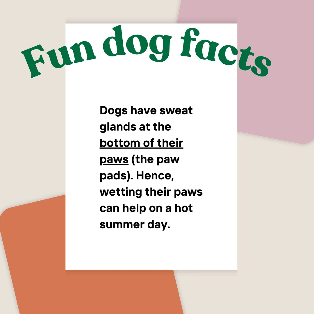 🐾 Cool Paws, Happy Hearts: A Summer Tip for Dog Lovers