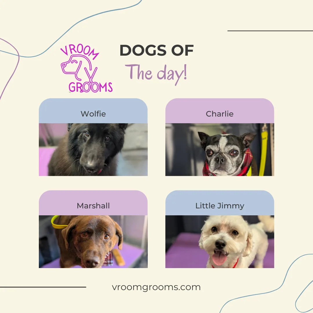 🐾 Dogs of the Day🐾