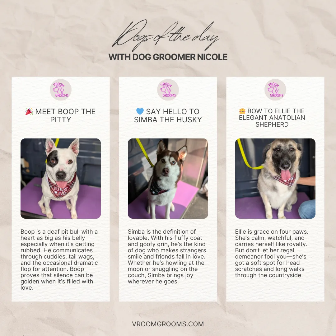 🌟 Dogs of the Day Blog: Meet the Trio of Tail-Wagging Joy