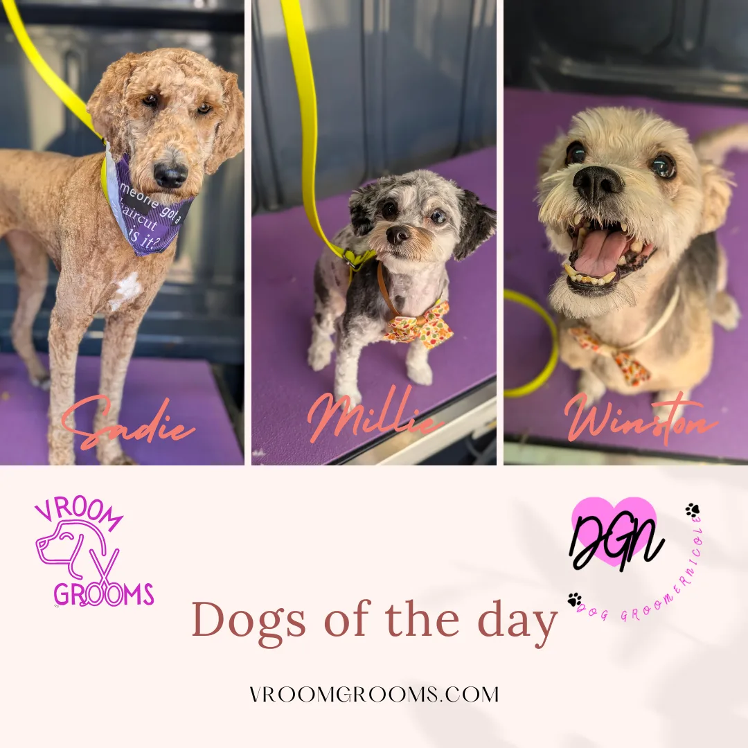 🐾 Dogs of the Day: Sadie, Millie & Winston Steal the Spotlight