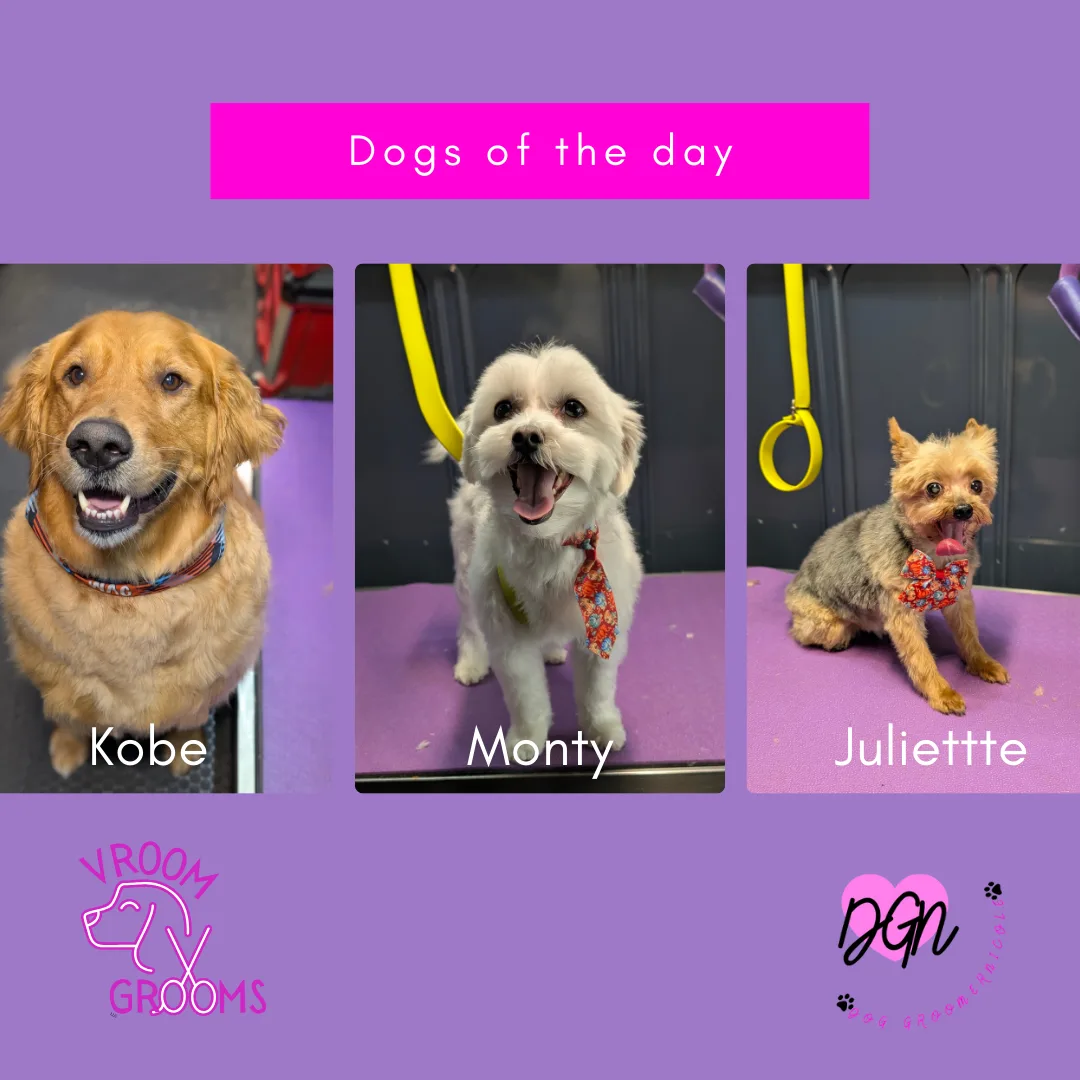 🐾 Dogs of the Day: Spa Stars with Big Personalities