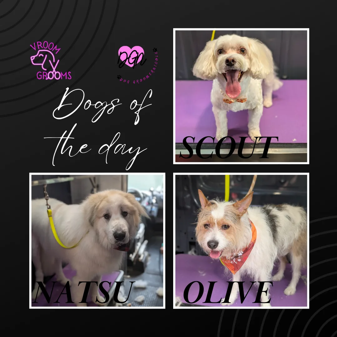 🐾 Dogs of the Day: Scout, Natsu & Olive