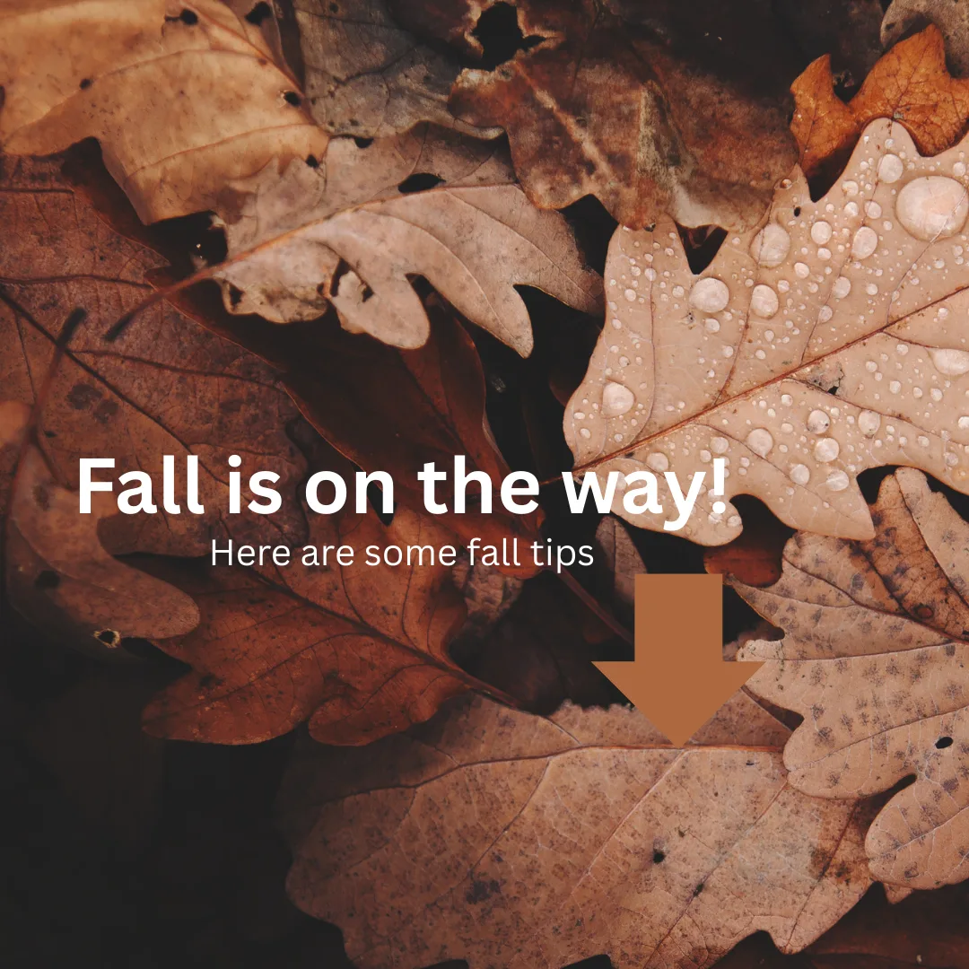 🍂 Fall is on the way, and that means crunchy leaves, cozy sweaters… and some sneaky surprises hiding in those leaf piles! 🐾