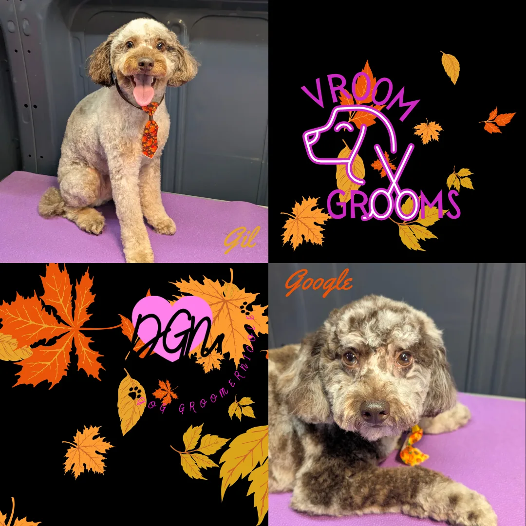 🐾 Dogs of Thursday: Meet Gil & Google, the Doodle Duo