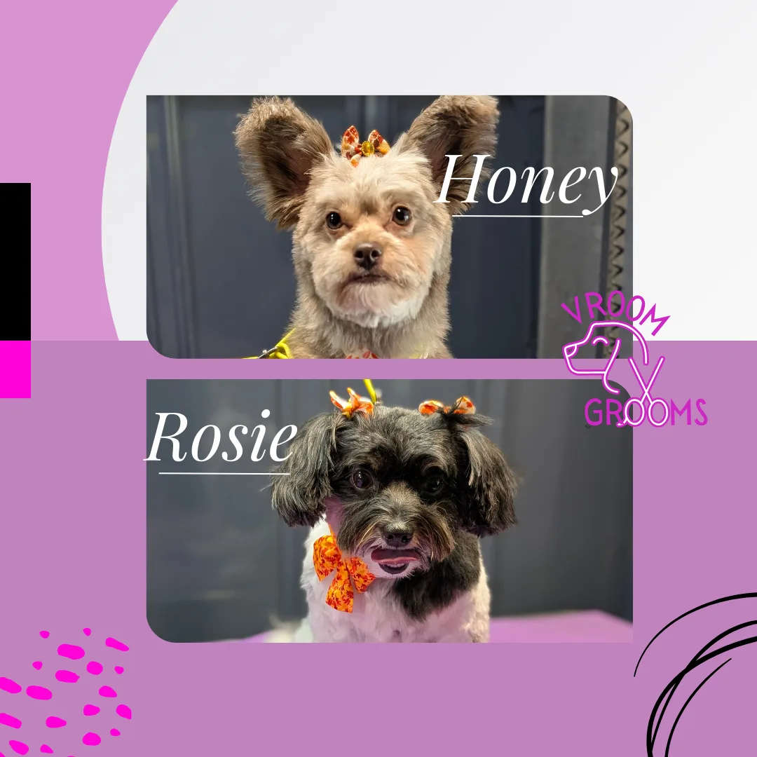 🌟 Dogs of the Day: Honey & Rosie