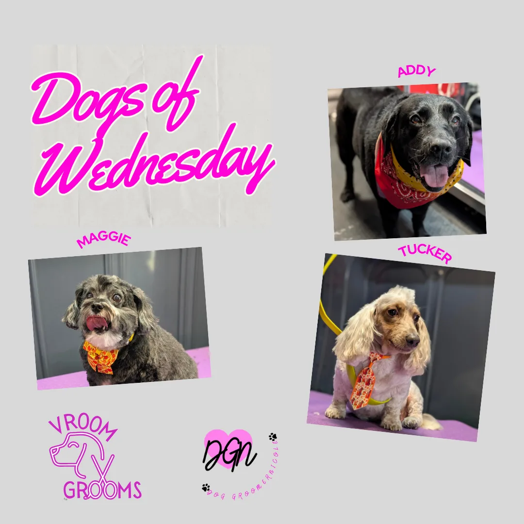 🐾 Dogs of Wednesday: Splash, Swirl, and Sweetness