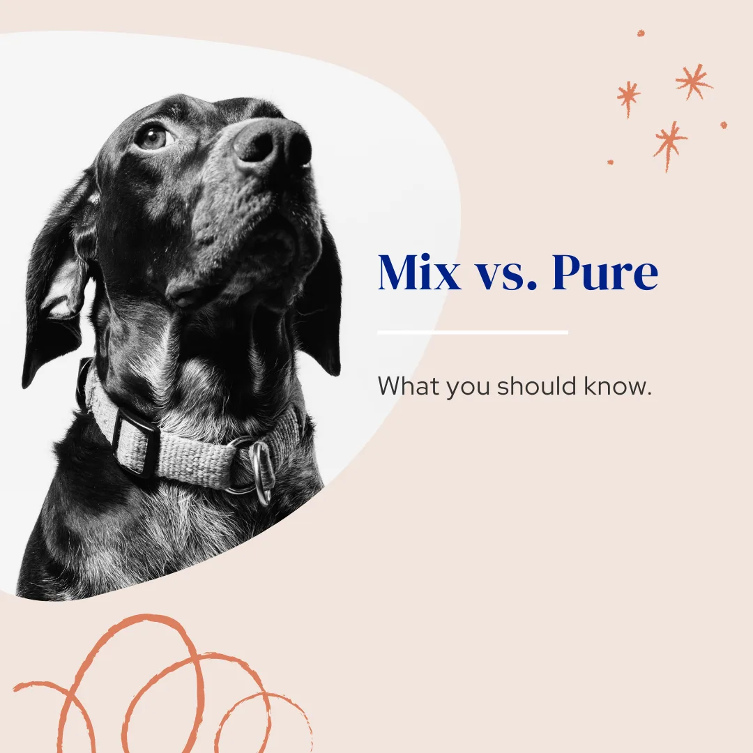 🐾 Mutt vs. Purebred: What’s the Real Difference?