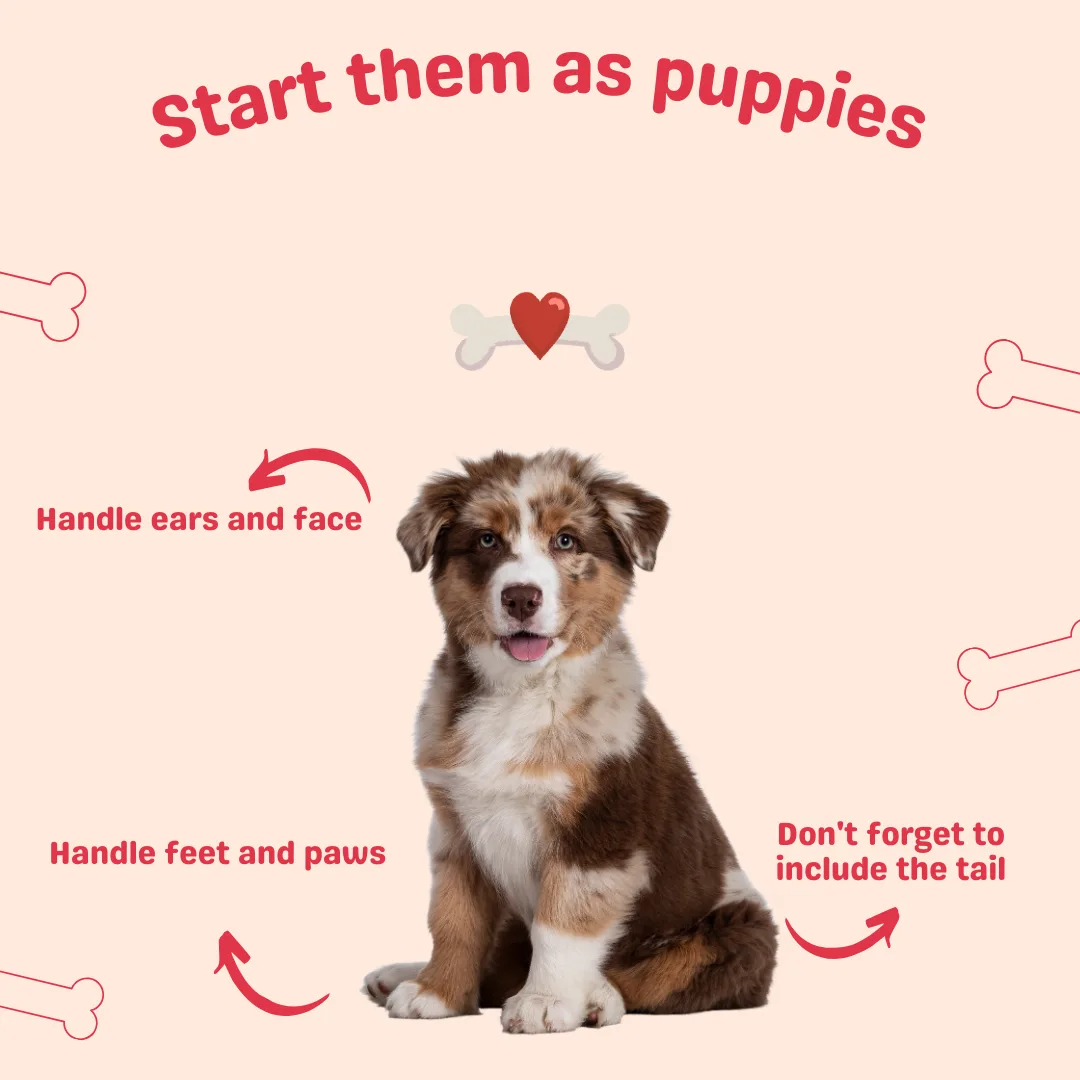 🐾 Start Early, Stay Gentle, Stay Consistent: Why Puppy Handling Sets the Grooming Foundation