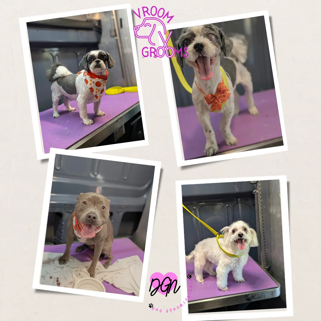 🐾 Dogs of the Friday: Sweethearts, Shell-breakers, and a Little Gremlin Growl