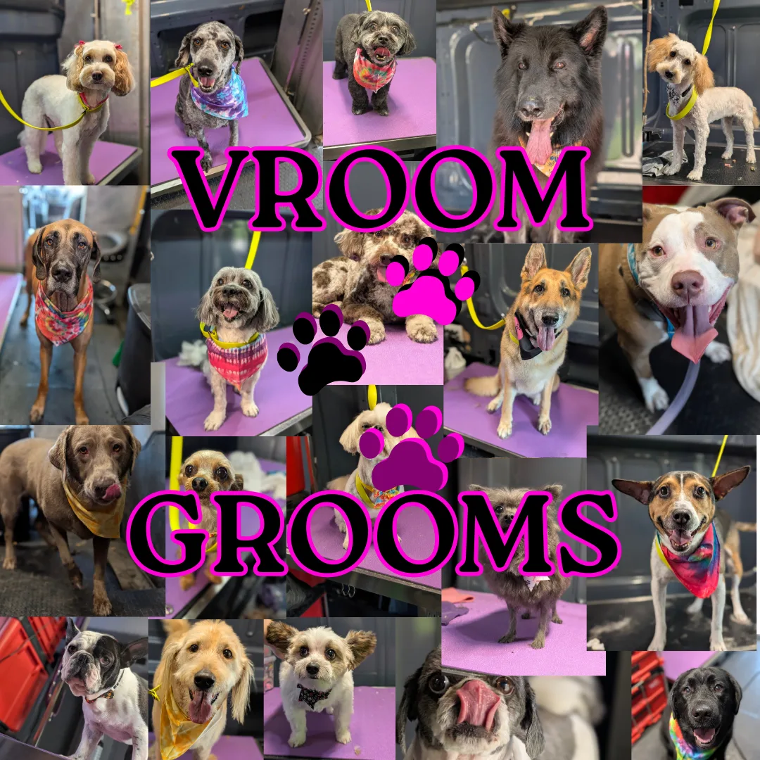 🚐✨ Ready to pamper your pup the Vroom Grooms way?