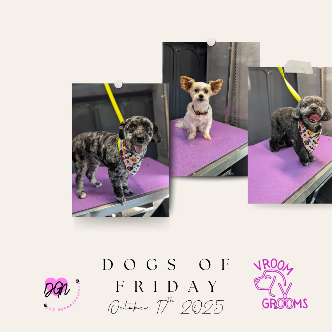 🐾 Friday Feature: Millie, Pebbles & Oliver — A Trio of Triumphs