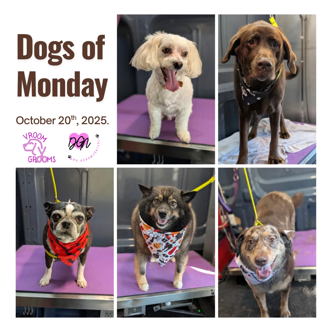🐾 Monday’s Marvels: October 20th Grooming Roundup